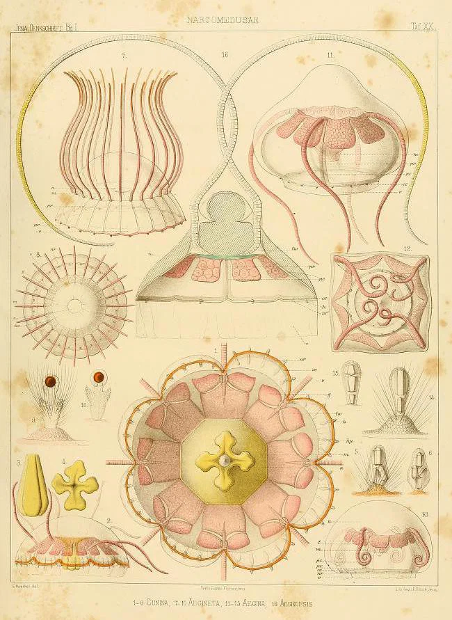 Vintage scientific diagram of a radial marine organism