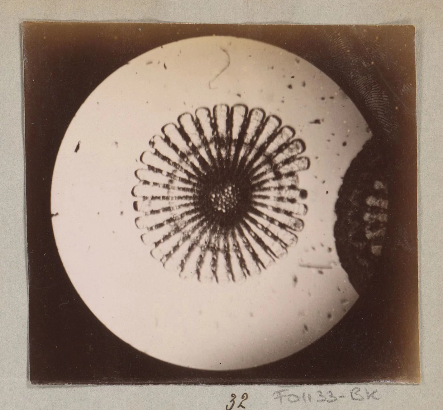 Circular vintage micrograph with radiating pattern